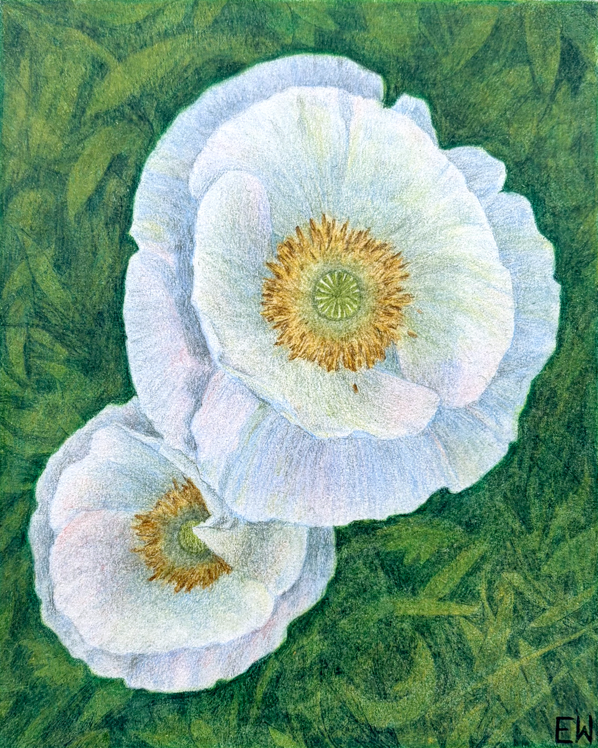 Two Poppies