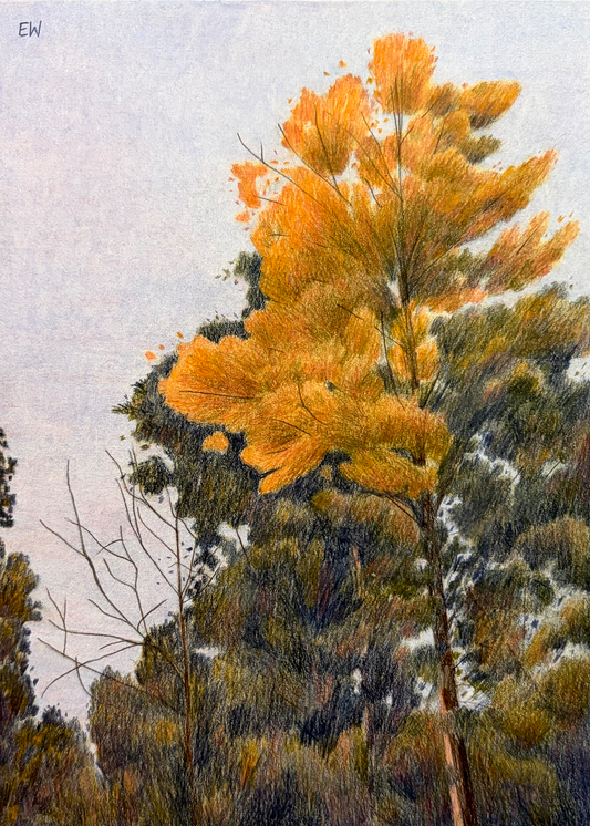 Ash Tree Turning