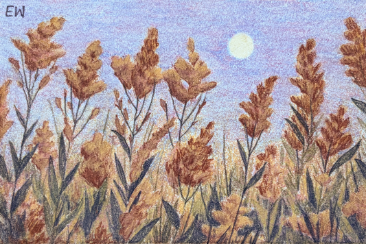Goldenrod (Sketch)