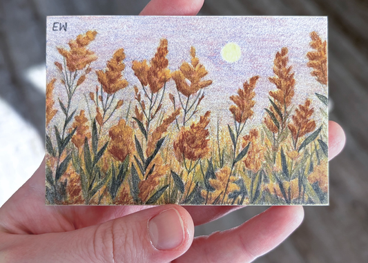 Goldenrod (Sketch)