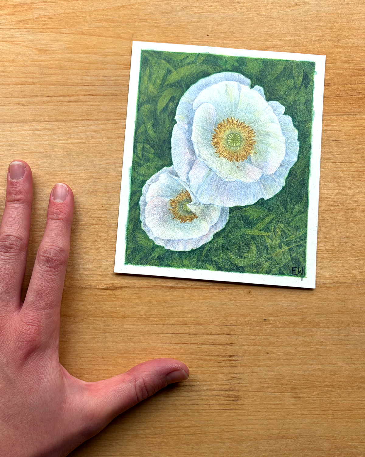 Two Poppies